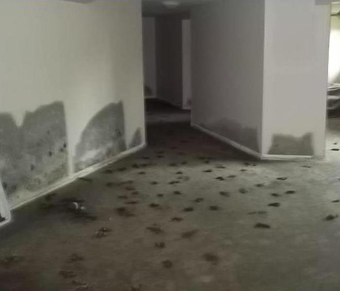 spotted carpet and walls with mold growth 