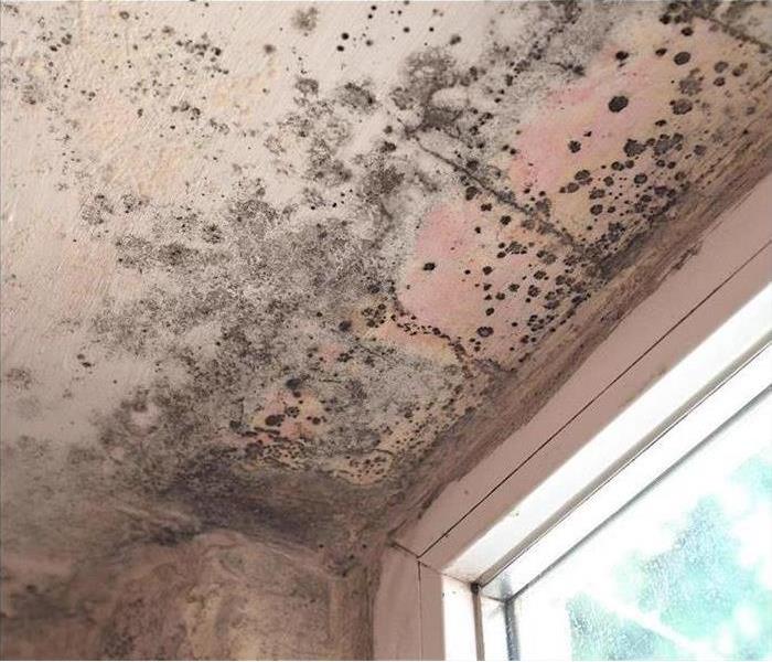 mold blooms on ceiling by window