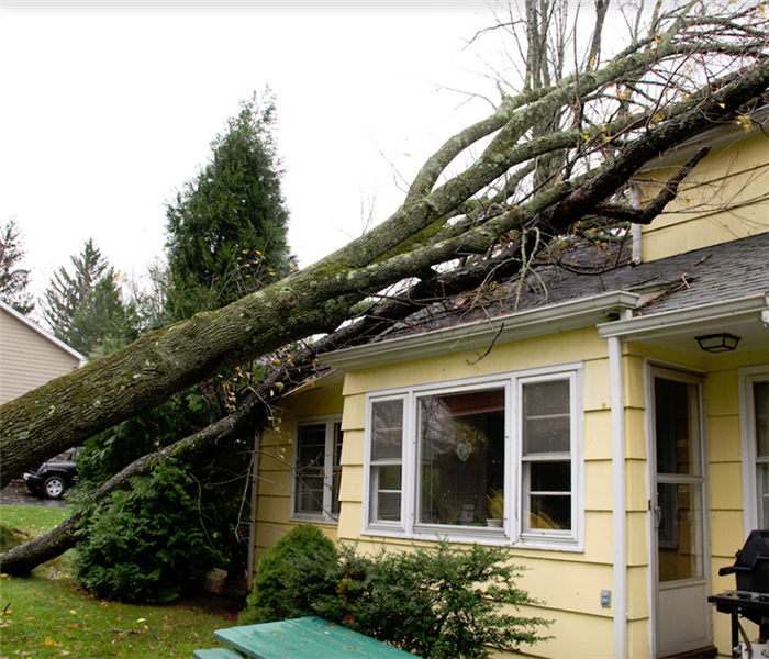 an uprooted tree that is leaning on top of a house